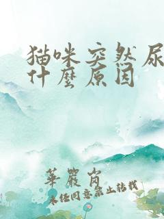 猫咪突然尿闭是什么原因