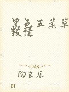 黑色五叶草谁是叛徒