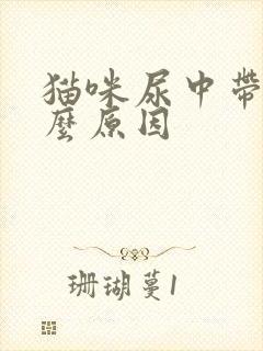 猫咪尿中带血什么原因