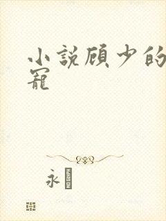 小说顾少的心尖宠