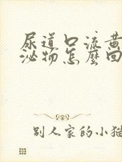 尿道口流黄色分泌物怎么回事