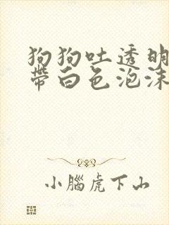 狗狗吐透明粘液带白色泡沫