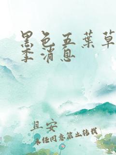 黑色五叶草第二季消息