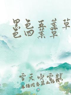 黑色五叶草和黑色四叶草