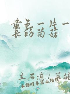 黄色一片一片生长的菌菇