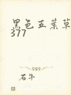 黑色五叶草漫画377