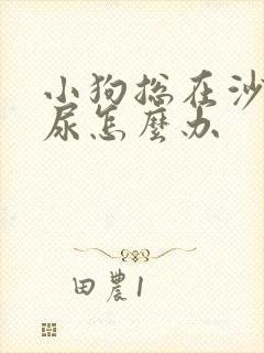 小狗总在沙发上尿怎么办