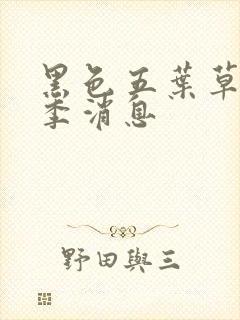 黑色五叶草第二季消息