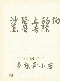 沙发上的狗尿味怎么去除