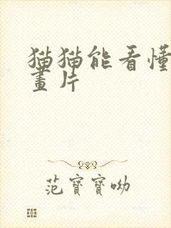 猫猫能看懂的动画片