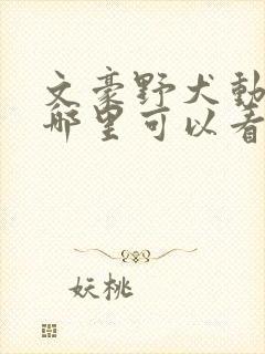 文豪野犬动漫在哪里可以看