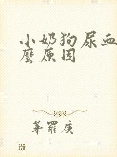 小奶狗尿血是什么原因