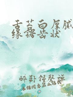 舌苔白厚腻舌边缘锯齿状