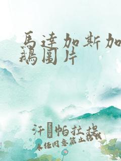 马达加斯加的企鹅图片