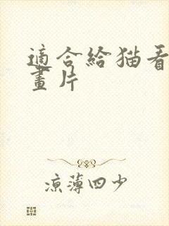 适合给猫看的动画片