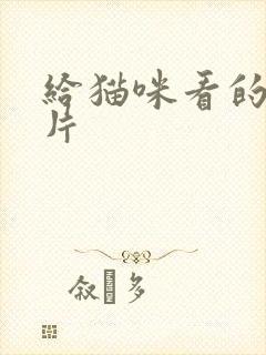 给猫咪看的动画片