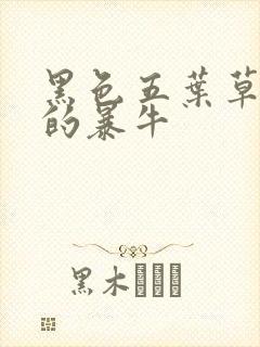 黑色五叶草黑色的暴牛