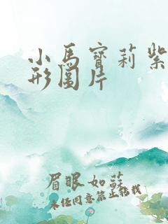 小马宝莉紫悦人形图片