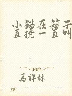 小猫在箱子里一直挠一直叫