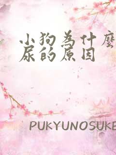 小狗为什么会漏尿的原因