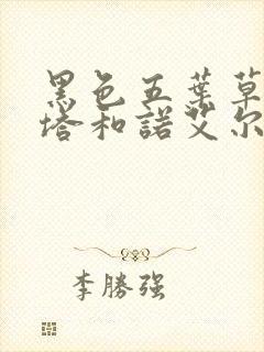 黑色五叶草阿斯塔和诺艾尔