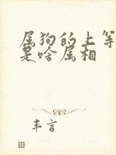 属狗的上等婚姻是啥属相