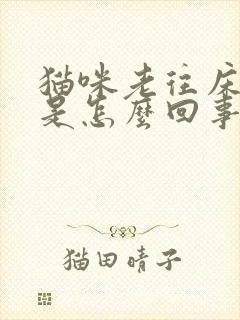 猫咪老往床上尿是怎么回事