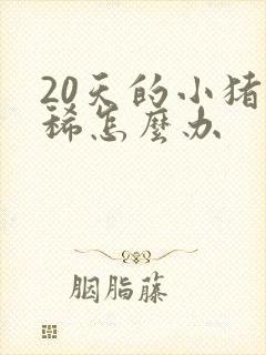 20天的小猪拉稀怎么办