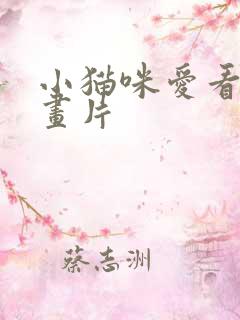 小猫咪爱看的动画片