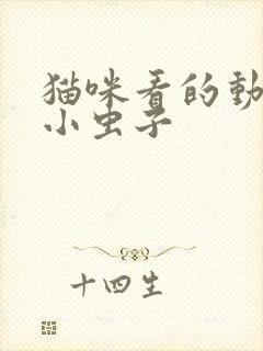 猫咪看的动画片小虫子