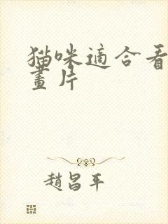 猫咪适合看的动画片