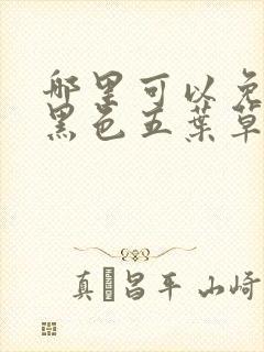 哪里可以免费看黑色五叶草