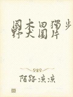 国木田独步文豪野犬图片
