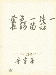 黄色一片一片生长的菌菇