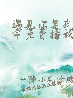 遇见你是我的宿命免费播放