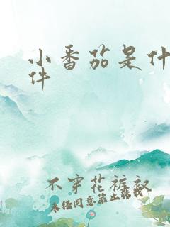 小番茄是什么软件