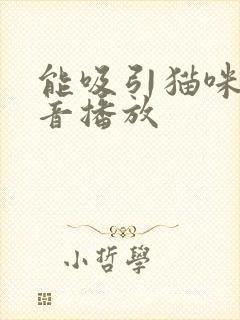 能吸引猫咪的声音播放