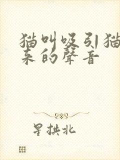 猫叫吸引猫咪过来的声音