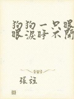 狗狗一只眼睛流眼泪睁不开