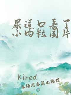 尿道口长了很多小肉粒图片