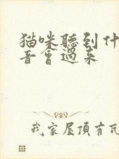 猫咪听到什么声音会过来