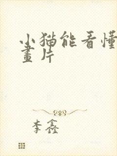 小猫能看懂的动画片