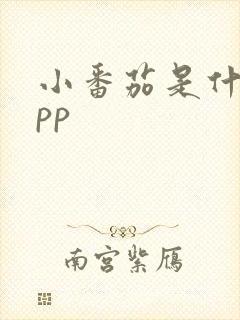 小番茄是什么app