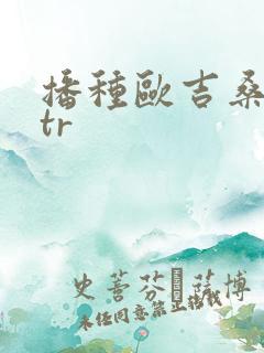 播种欧吉桑与ntr