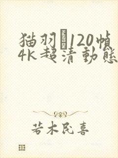 猫羽雫120帧4k超清动态壁纸