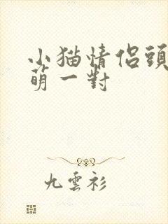 小猫情侣头像超萌一对