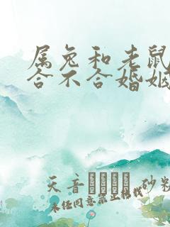 属兔和老鼠属相合不合婚姻