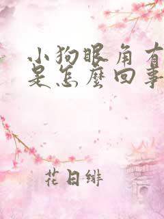 小狗眼角有眼屎是怎么回事