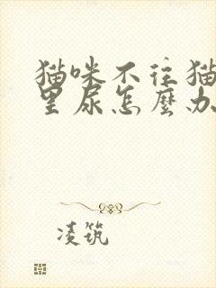 猫咪不往猫砂盆里尿怎么办?