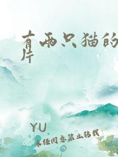 有两只猫的动画片